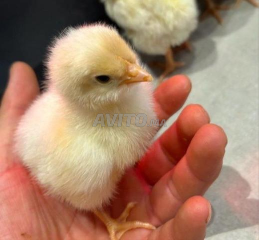 🐥 AVICO PRO - فراخ لتربية مربحة