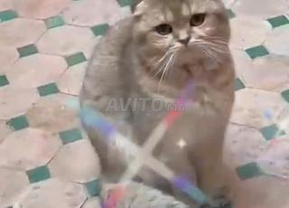 سكوتش لقيط من أصل