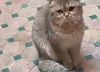 سكوتش لقيط من أصل