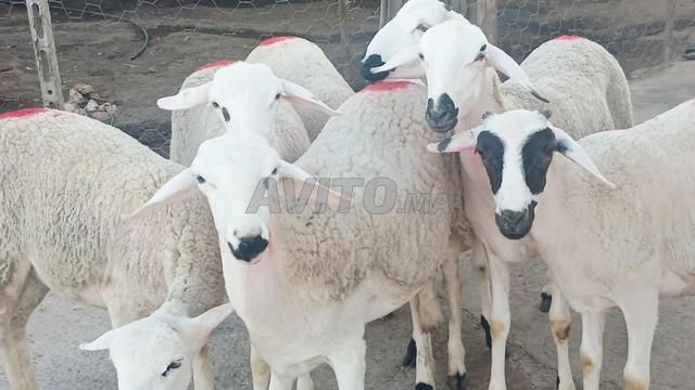 حولية صردية مليحة ضارة