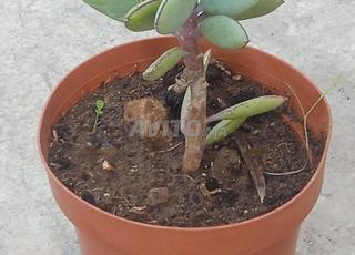 نبتة senecio crassiflorus للبيع