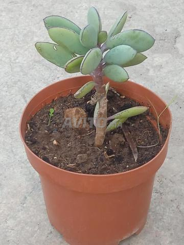 نبتة senecio crassiflorus للبيع