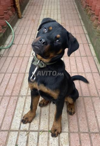 جرو روت فايلر