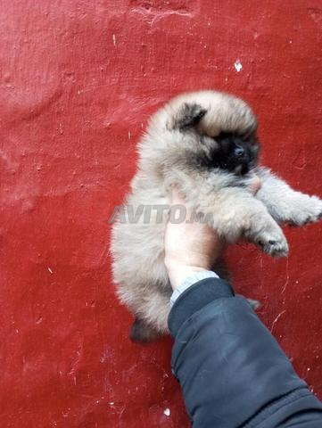 كلب صغير من نوع Spitz Poumarnian، عمر شهرين، مع علاج للديدان