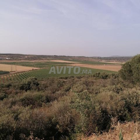 50 هكتار محفظة للبيع فيرمة مجهزة بالكامل - 2