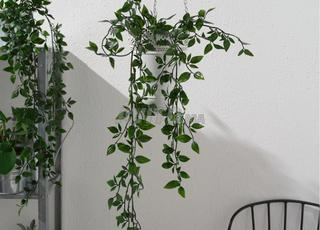 نبتة اصطناعية، 9 سم