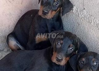 دوبرمان أصيل