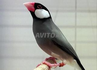 بيع طيور جافا بادا