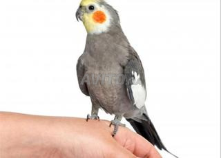 بيع طيور كالوبسيت مدربة وتلعب