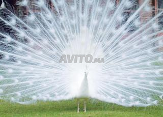 بيع طاووس أبيض