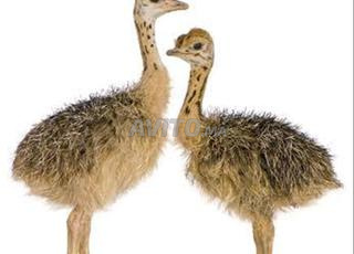 بيع صغار النعام