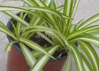 نبتة Chlorophytum capense للبيع