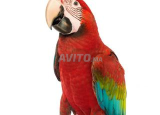 Vente perroquet ara macao apprivoisé