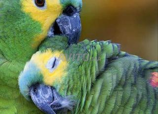 vente perroquet amazonie frand bleu