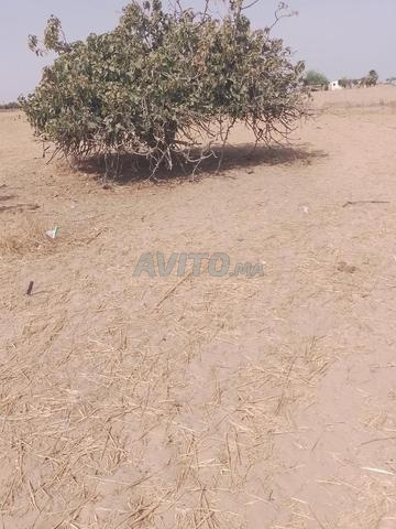 1 hectare m'kam L'toba près de Tiflet sur goudron