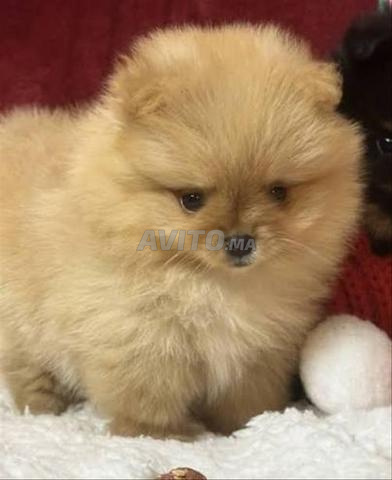 جرو سبيتز قزم