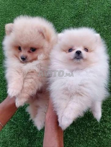 جرو سبيتز قزم