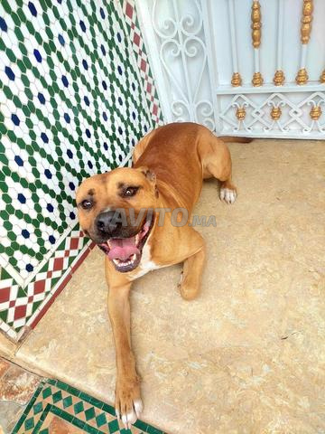 كلب ستاف أمريكي