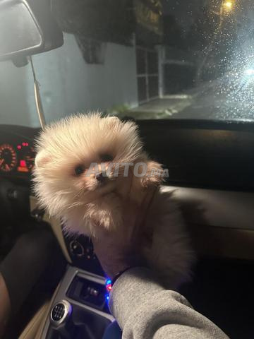 جراء لولو صغير أنثى مطعمة