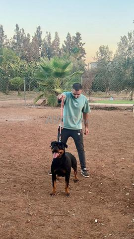 Femelles Rottweiler Pedigree Pour Élevage