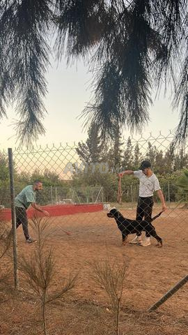 Femelles Rottweiler Pedigree Pour Élevage - 2