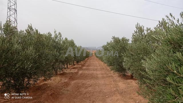 A vendre ferme contenant des oliviers