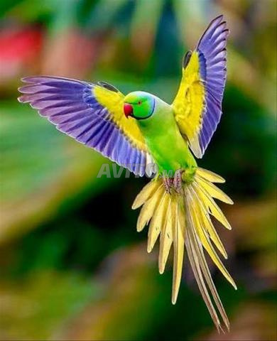 بيع طيور ببغاء كبير ذو ياقة خضراء