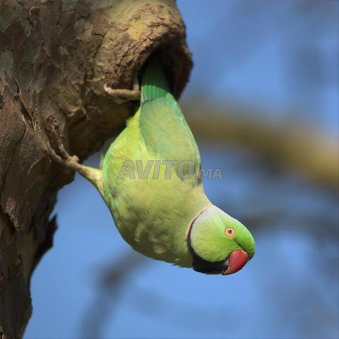 Vente oiseaux grande perruche à collier verte - 2