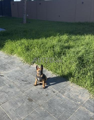 مالينو مفحم 4 أشهر ملقح