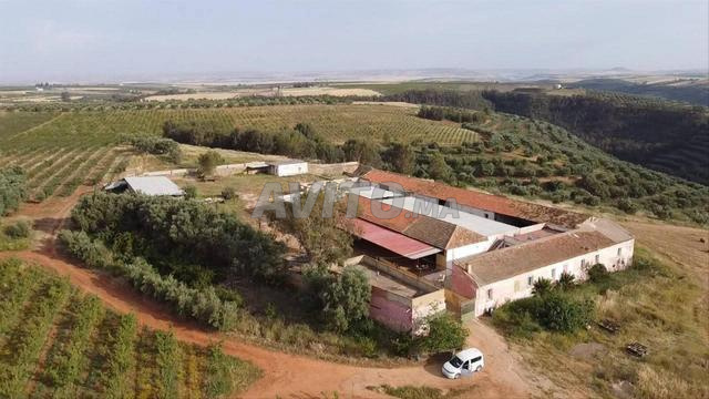 مزرعة للبيع بمكناس 79 هكتار، ثمن الهكتار 36 مليون