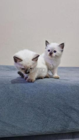 قطط 🐈 هملايا