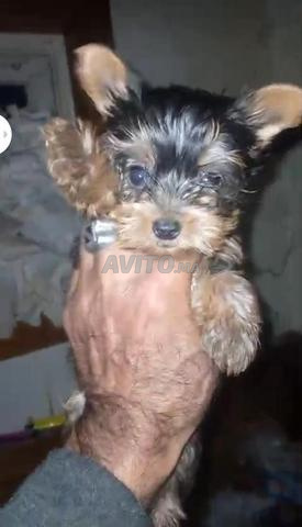 يوركي يوكيشر