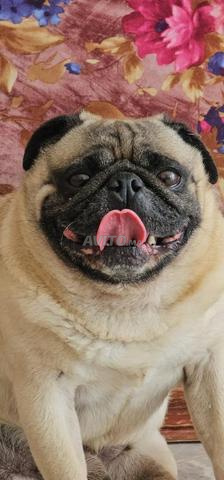 كلب بَج ذكر متاح للتزاوج