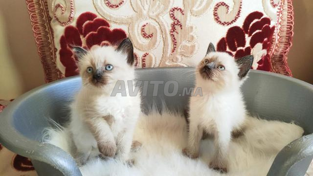 قطط سيامي هملايا بشعر طويل