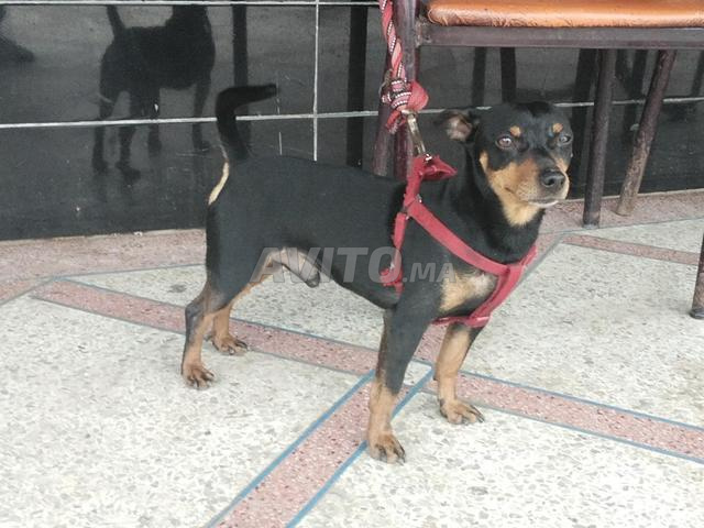 كلب Lancashire heeler من إنجلترا