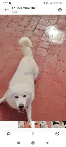 كلب سامويد - 2