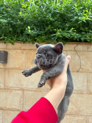 Mâle et femelle bulldog