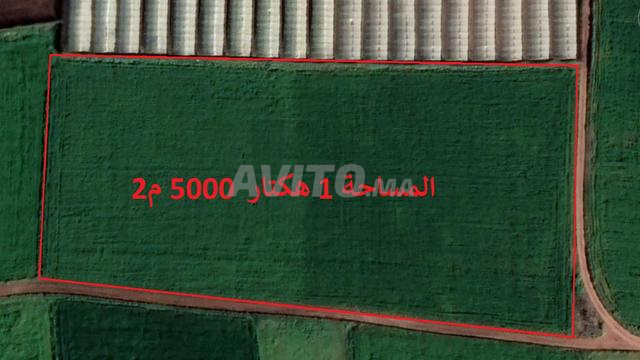 أراضي محفظة بأزمور للفلاحة والاستثمار - 2