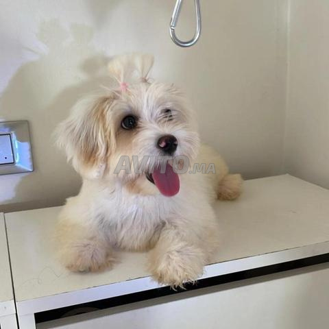 Bichons Maltais femelle