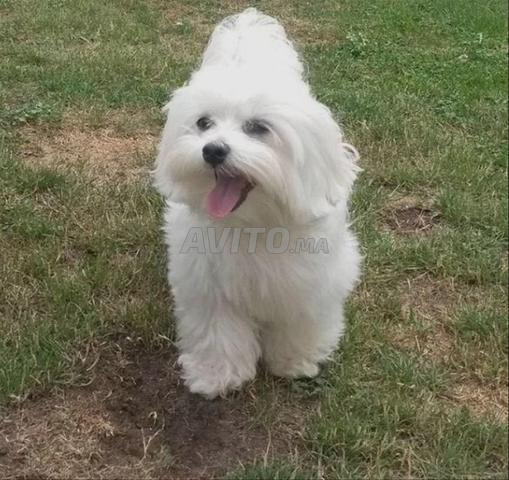 Bichon Maltais - Race pure