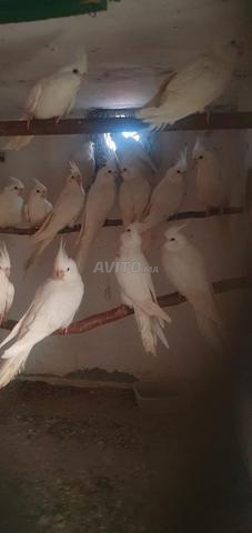 Jeunes calopsittes albinos face blanc isabelle