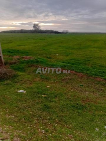 2 HECTARES TITRES EN VENTE PROCHE DE BENI MELLAL
