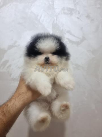 Spitz poméranien panda