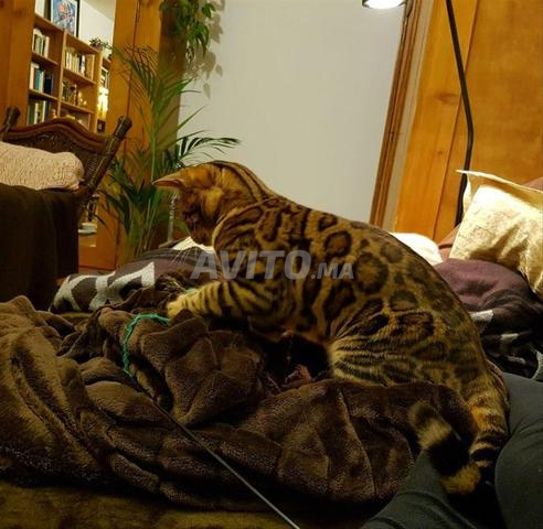 Bengal mâle avec carnet