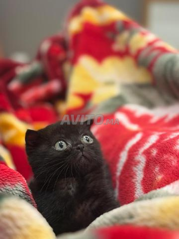 Chatte Scottish Fold femelle 3 mois Propre