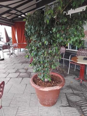 Vente Plantes avec pots