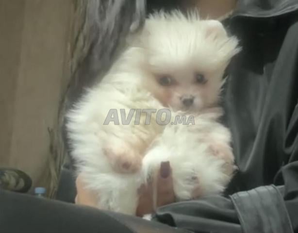 Chiots spitz nain femelle vacciné