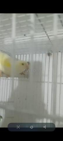 Femelle canari mosaïque jaune et femelle canari Isabelle