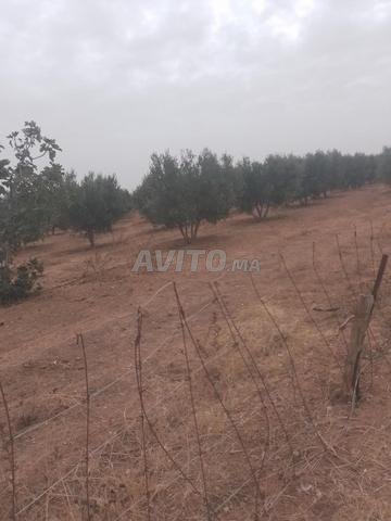 3 هكتارات محفظة نواحي تيفلت