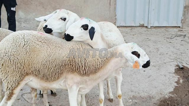 30 jeunes brebis sardes en bon état dara